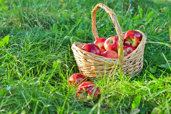 Pommes biologiques dans un panier en plein air. Verger. Autumn Garden. Concept de saison des récoltes. Récolte. Cueillette de pommes rouges dans le verger d'été. Herbe verte — Photo