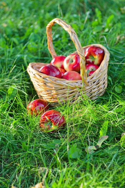 Pommes biologiques dans un panier en plein air. Verger. Autumn Garden. Concept de saison des récoltes. Récolte. Cueillette de pommes rouges dans le verger d'été. Herbe verte — Photo