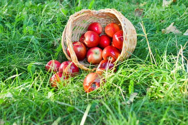 Pommes biologiques dans un panier en plein air. Verger. Autumn Garden. Concept de saison des récoltes. Récolte. Cueillette de pommes rouges dans le verger d'été. Herbe verte — Photo