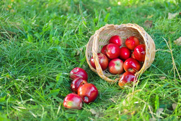 Pommes biologiques dans un panier en plein air. Verger. Autumn Garden. Concept de saison des récoltes. Récolte. Cueillette de pommes rouges dans le verger d'été. Herbe verte — Photo