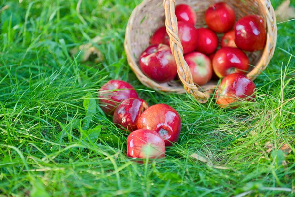 Pommes biologiques dans un panier en plein air. Verger. Autumn Garden. Concept de saison des récoltes. Récolte. Cueillette de pommes rouges dans le verger d'été. Herbe verte — Photo