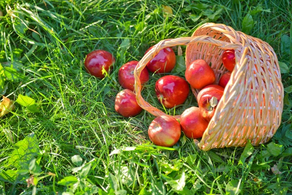 Pommes biologiques dans un panier en plein air. Verger. Autumn Garden. Concept de saison des récoltes. Récolte. Cueillette de pommes rouges dans le verger d'été. Herbe verte — Photo