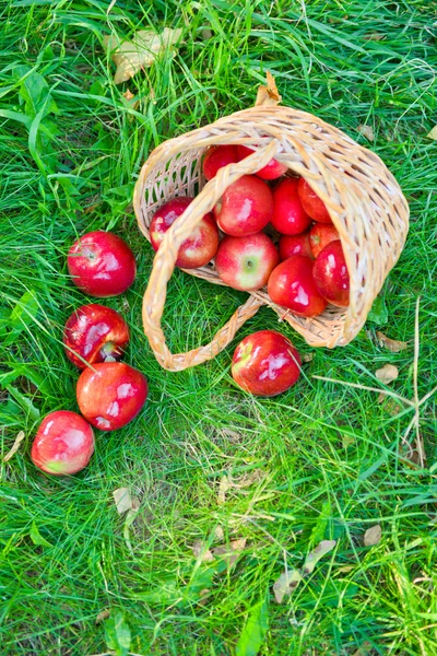 Pommes biologiques dans un panier en plein air. Verger. Autumn Garden. Concept de saison des récoltes. Récolte. Cueillette de pommes rouges dans le verger d'été. Herbe verte — Photo