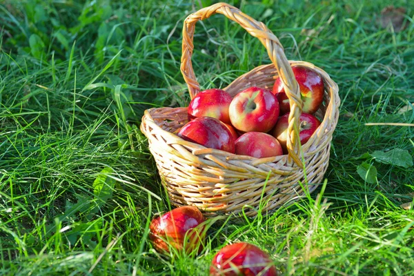 Pommes biologiques dans un panier en plein air. Verger. Autumn Garden. Concept de saison des récoltes. Récolte. Cueillette de pommes rouges dans le verger d'été. Herbe verte — Photo