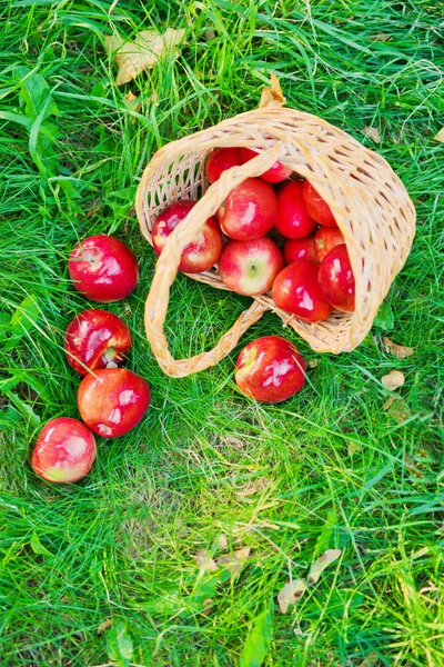 Pommes biologiques saines dans le panier — Photo