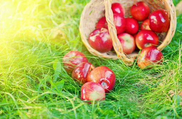 Pommes biologiques saines dans le panier — Photo