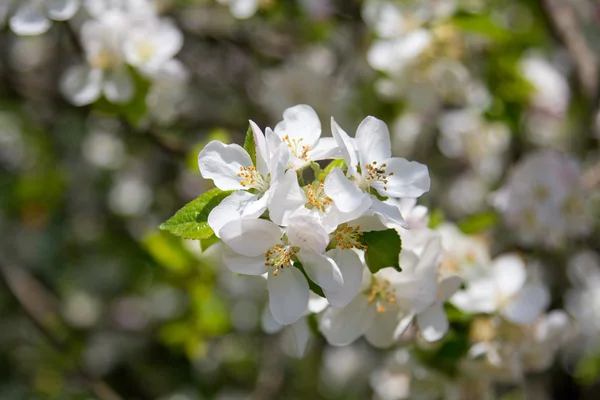 Beautiful spring flowers,  white apple blossoms in garden outdor — Stock Photo, Image