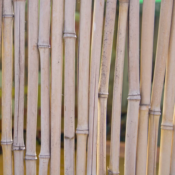Bamboe muur patroon — Stockfoto