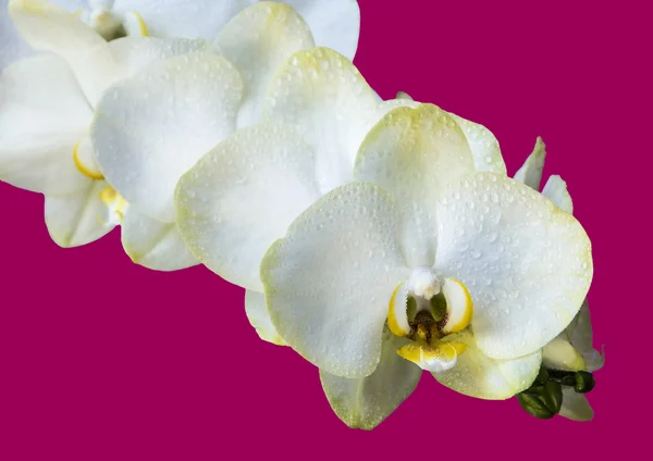 Orchidee mit unterschiedlichem Hintergrund — Stockfoto