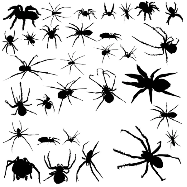 Spiders set on white background — Stock Vector