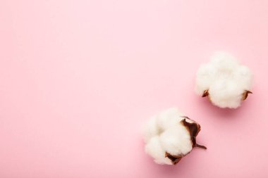 Pembe arka planda güzel beyaz pamuk çiçekleri. Üst görünüm