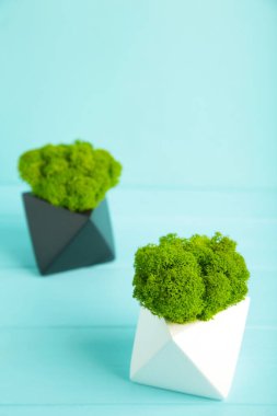 Mavi arka planda sabitlenmiş yosun içeren siyah vazolar. Eko tasarım iç mimarisi. Üst Görünüm.