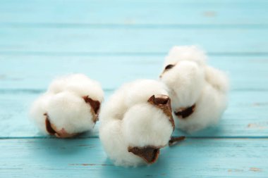 Mavi arka planda güzel beyaz pamuk çiçekleri. Üst görünüm