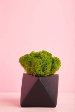 Pembe arka planda sabitlenmiş yosun içeren siyah vazo. Eko tasarım iç mimarisi. Üst Görünüm.