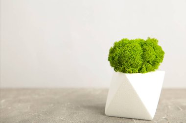 Gri arka planda yosunlu vazo. Eko tasarım iç mimarisi. Üst Görünüm.