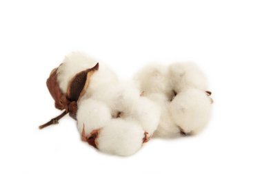 Beyaz arka planda izole edilmiş pamuk bitkileri. Üst görünüm