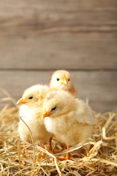 Trois Poussins Avec Paille Sur Fond Bois Gris — Photo