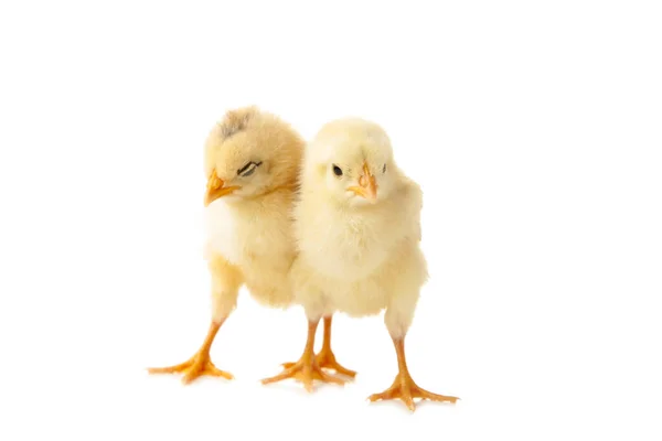 Two Young Chicks Chickens Isolated White Top View — Stock Photo, Image