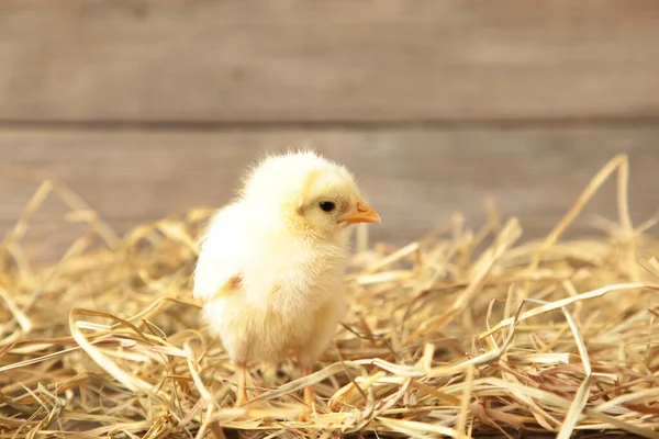 Poussin Dans Panier Sur Fond Bois Gris Vue Dessus — Photo