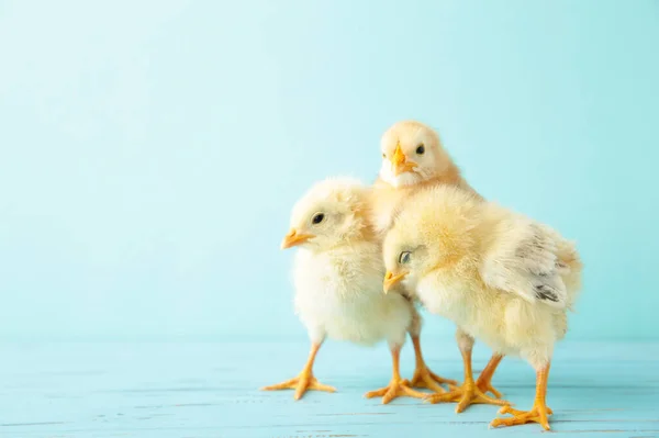Little Yellow Chickens Blue Background Top View — Stock Photo, Image