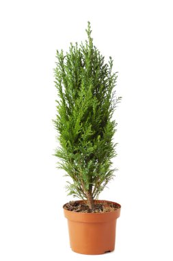 Beyaz arka planda izole edilmiş selvi otu. Kozalaklı ağaçlar