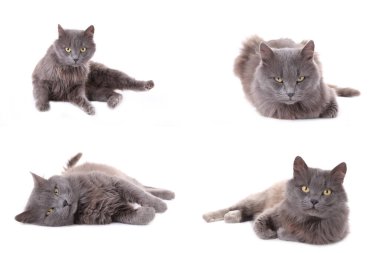 Güzel gri kedi kolajı beyazda izole edilmiş. Farklı pozlarda kedi seti. Üst görünüm