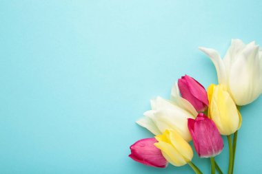 Mavi arkaplanda kopyalama alanı olan güzel laleler.