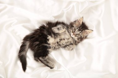 Küçük gri kedi yavrusu fotokopi alanı olan beyaz bir arka planda yatıyor. Üst görünüm.