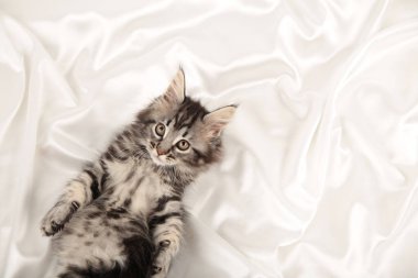 Küçük gri kedi yavrusu fotokopi alanı olan beyaz bir arka planda yatıyor. Üst görünüm.