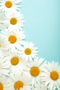 Mavi arkaplanda papatya çerçevesi ve kopyalama alanı. Düz tabaka, üst görünüm.