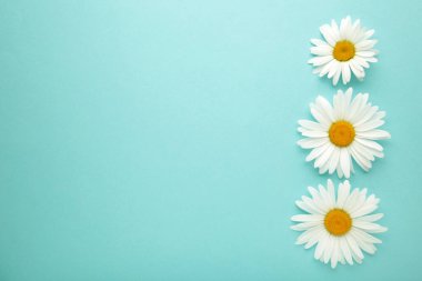 Mavi arka planda bahar ve yaz papatya çiçekleri. Üst görünüm
