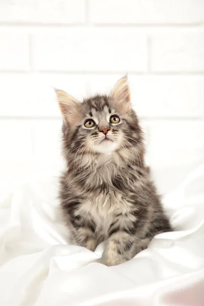 Kleine Graue Maine Coon Kätzchen Posieren Auf Hellem Hintergrund Ansicht — Stockfoto