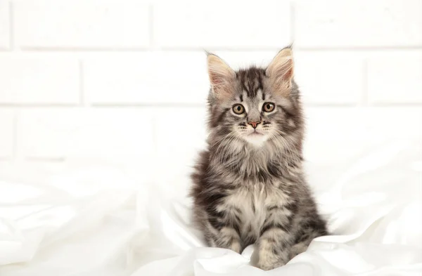 Pequeño Gris Maine Coon Gatito Posando Sobre Fondo Claro Vista — Foto de Stock