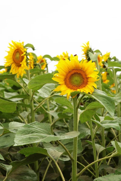 Campo Girasoles Vista Superior Fondo Verano Macro — Foto de Stock