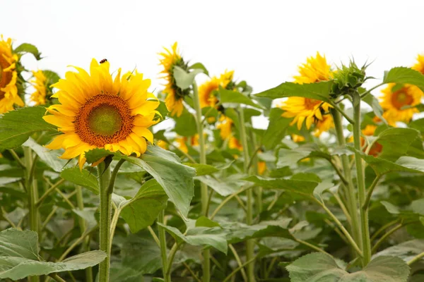 Campo Girasoles Vista Superior Fondo Verano Macro — Foto de Stock