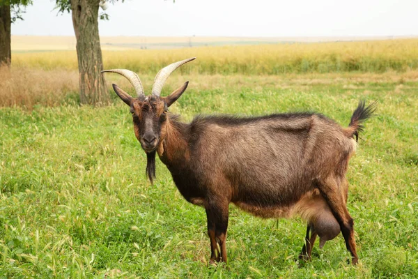 Goat Summer Meadow Top View — Stock Photo, Image