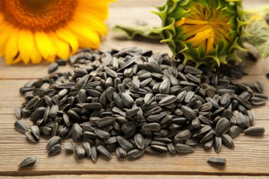 Gri arkaplanda çekirdekli ayçiçeği ve kopyalama alanı. en üstteki görünüm