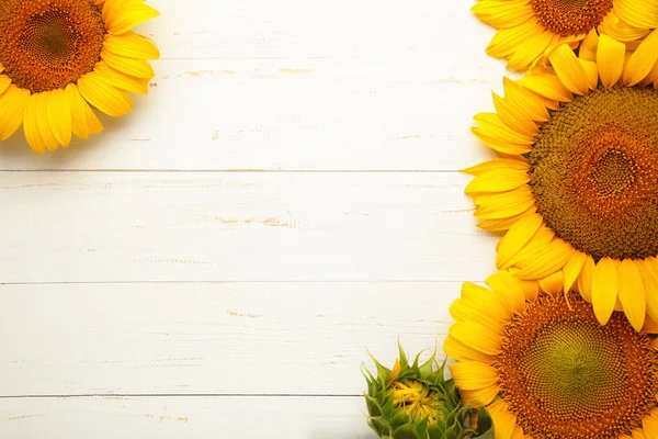 Hermosos Girasoles Frescos Sobre Fondo Blanco Otoño Verano Concepto Época — Foto de Stock