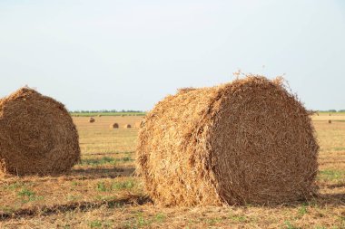 Saman kefaleti, altın tarla manzarasında hasat. Üst görünüm
