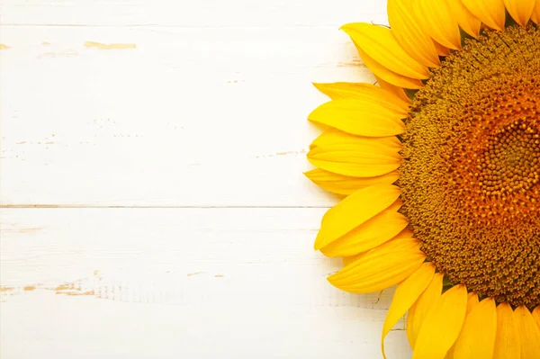 Hermoso Girasol Fresco Sobre Fondo Blanco Otoño Verano Concepto Época — Foto de Stock