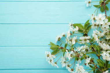 Elma ağacı mavi ahşap arka planda çiçek açar. Üst görünüm