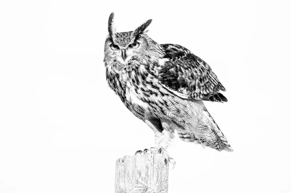Black and white Eurasian owl — Stock Photo, Image