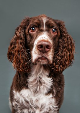 tatlı spaniel köpek
