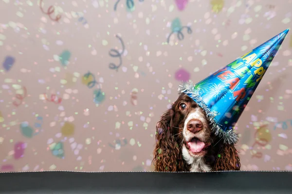 Ano novo cão — Fotografia de Stock