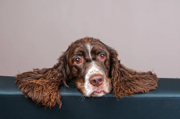 Springer Spaniel πορτρέτο — Φωτογραφία Αρχείου