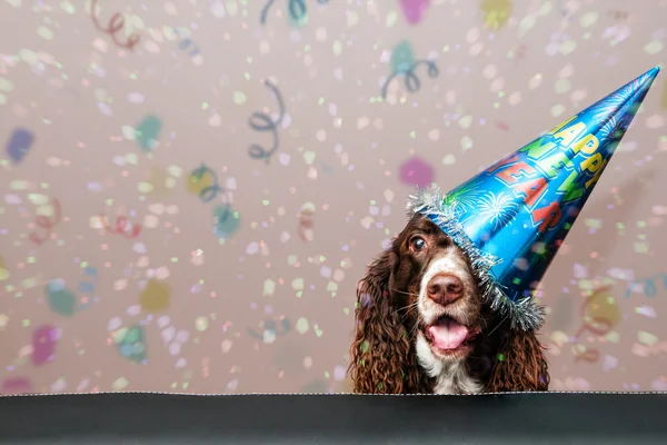 新年犬 ストック写真