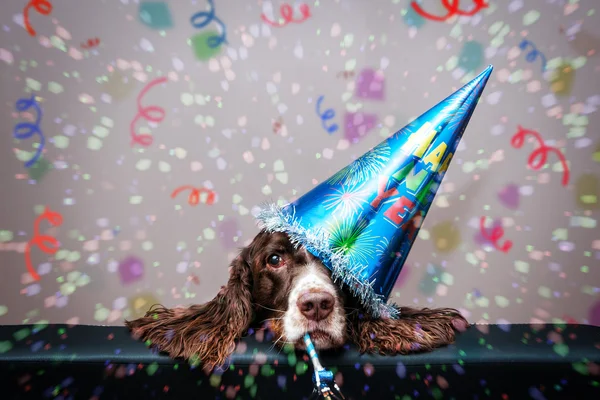 Nouvelle année fête chien Images De Stock Libres De Droits