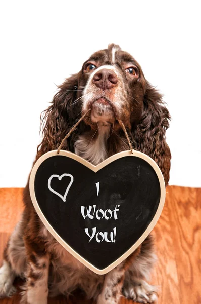 Cão com uma mensagem Valentim — Fotografia de Stock