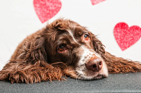 バレンタインの心の背景を持つ犬 ストック画像