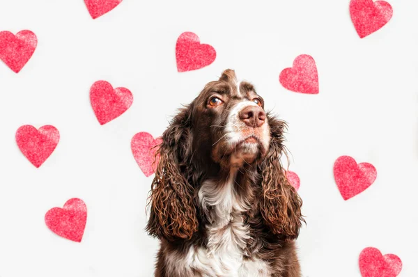 Valentin hund med hjertebakgrunn stockbilde